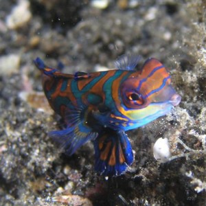 Mandarinfish_synchiropus_splendidus