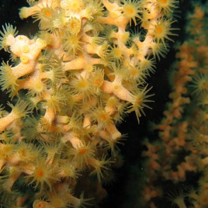 Aggregating Zoanthid Anemones