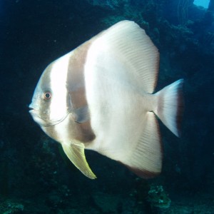 Batfish at Iro Wreck - Palau