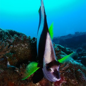 Longfin Bannerfish Portrait