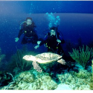 Cayman Brac turtle