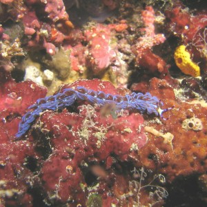 Dragon Nudibranch