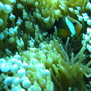 Dusky anemonefish