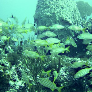 South Florida Reef