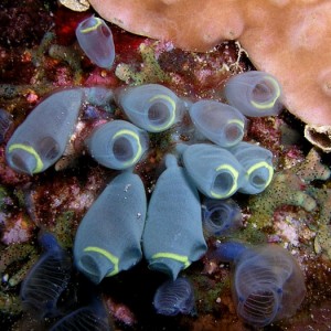 Light Blue Sea Squirts