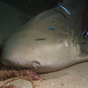 Leopard Shark cleaning