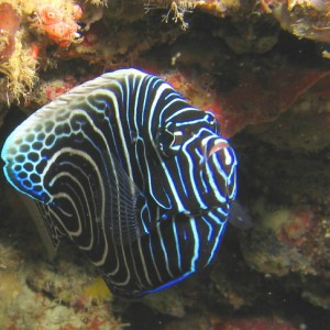 Juvenile AngelFish