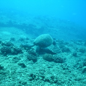 Makaha Caverns sea turtle