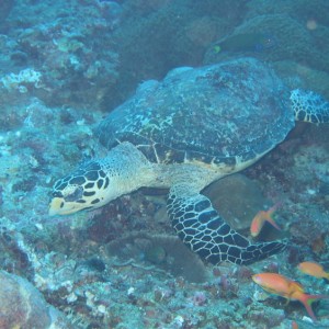 Turtle, Maldives 1
