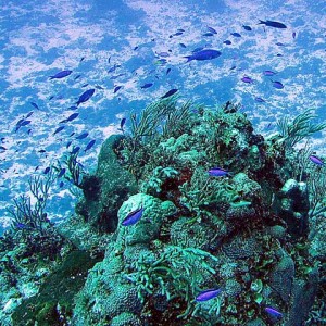 Stream of blue fish