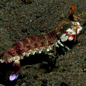 Mantis_shrimp_-_Odontodactylus_scyallarus
