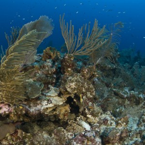 fish-cay-reef