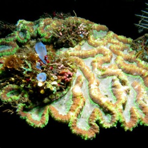 Corals and tunicates