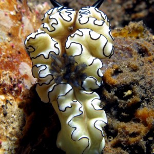 Nudibranch (Glossodoris atromarginata)