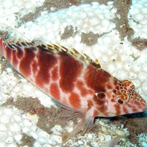Spotted hawkfish (Cirrhitichthys aprinus)