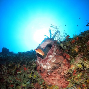 Bahamas Squirlfish In Sponge