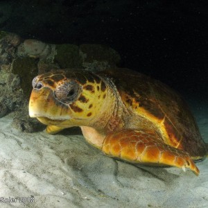Bahamas Loggerhead Turtle At Night