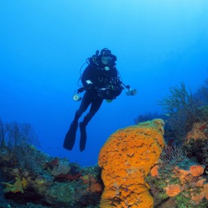 John Hovering Over Orange Bahamas Sponge