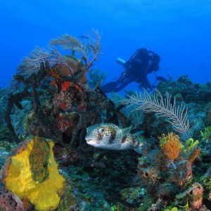 Colorful Bahamas Porcupinefish On Reef