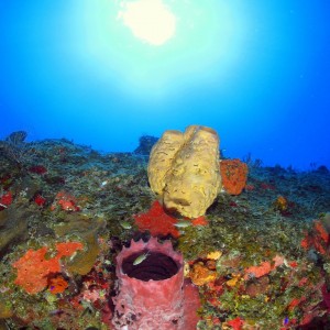 Colorful Bahamas Sponges On Reef