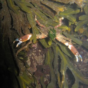 Slender Kelp Crab
