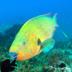 Bahamas Parrotfish