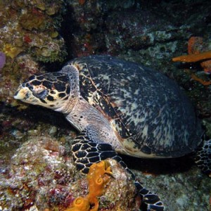 Hawksbill Turtle in Cozumel