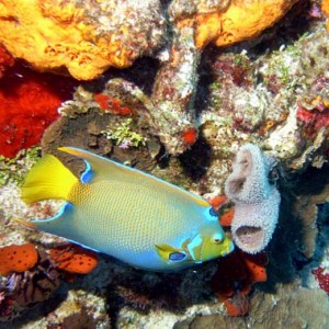 Cozumel Reef Fish