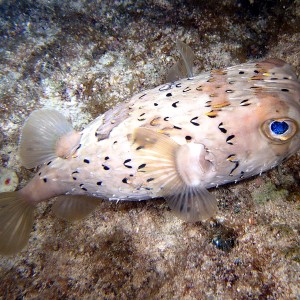 Cozumel Reef Fish