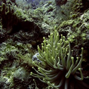 Cozumel Reefs