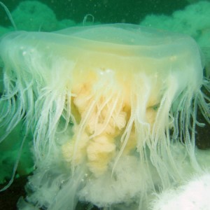 Egg Yolk Jellyfish