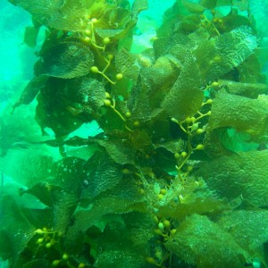 Kelp Catalina