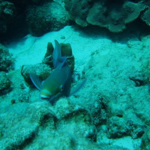 Parrotfish in Bonaire