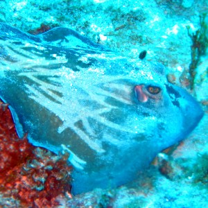 Southern Ray with scars