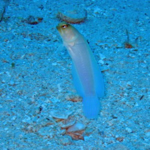 Yellowhead Jawfish coming out of his hole