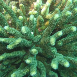 Coral with little crabs