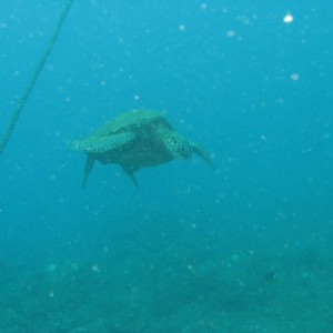 Green Turtle hovering while fish clean its shell
