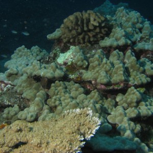 Lobe Coral with Moray Eel