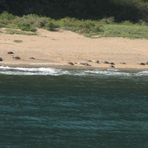 Hawaiian Monks Seals and Green Turtles basking