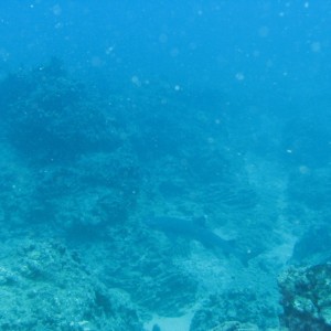 Whitetip Reef Shark 2