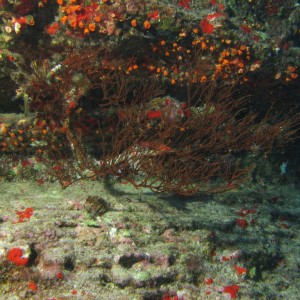 Black Coral with Longnose Hawkfish