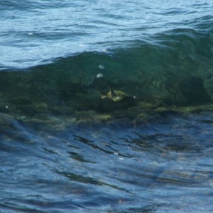Green Turtle in a wave