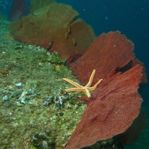 cabo-underwater-33