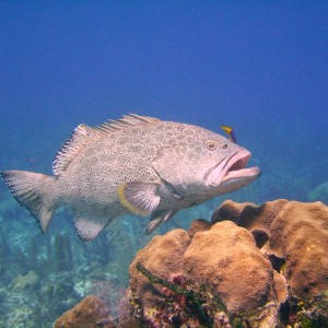 Grouper Gets Cleaned