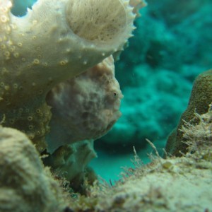 Frog Fish on Bari Reef