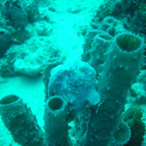 Frog Fish on Bari Reef #2