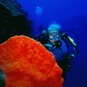 col-orange-sponge-PNG