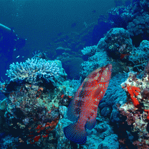 coral-wrass-PNG