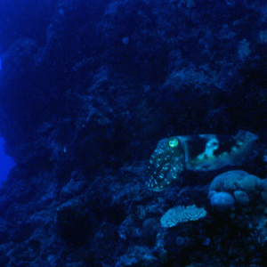 cut-fish-Ospry-Reef
