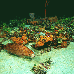 grouper-eating-ashrimp-Gulf-of-Mexico